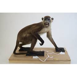<em>Cercocebus torquatus</em>, Red-capped Mangabey. [C 30284]
