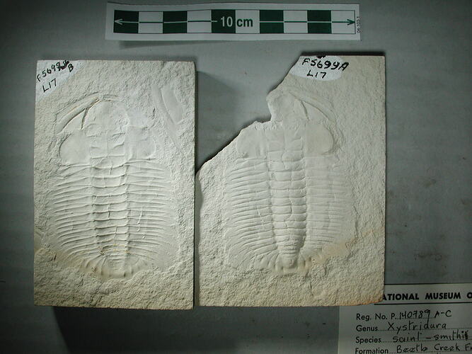 Trilobite fossil part and counterpart.
