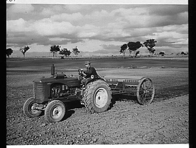 12 DISC `SUNDRILL', 500 SERIES, DRAWN BY SUNSHINE MASSEY HARRIS TRACTOR AND WITH `SUNTOW' STUMP JUMP HARROWS BEHIND, SOWING BARLEY AT COIMADAI, VIC. ON THE FARM OF MR. T. SWAN: AUGUST 1951