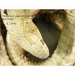 Detail of snake specimen head.