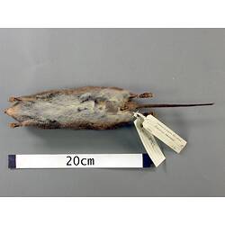 Ventral view of antechinus study skin with specimen labels.