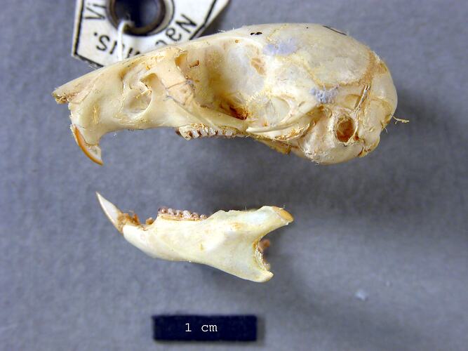 Lateral view of mouse skull and lower jaw.