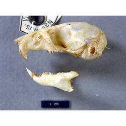 Lateral view of mouse skull and lower jaw.