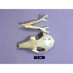 Dunnart skull and lower jaw, dorsal views.
