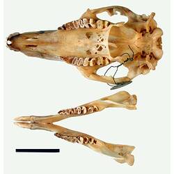 Kangaroo skull and lower jaw, internal surfaces visible.