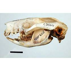 Lateral view of possum skull.