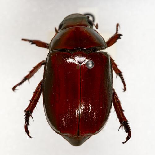 <em>Anoplognathus</em> sp., Christmas beetle. [COL 143760]
