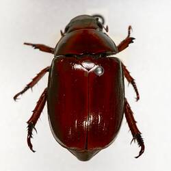 Our Wondrous Planet, Our Wild Family: Dry Specimen - Christmas beetle, <em>Anoplognathus</em>