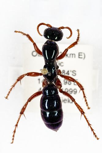 <em>Diamma bicolor</em>, Blue Ant. [HYM 98985]