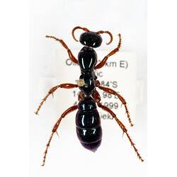 Our Wondrous Planet, Our Wild Family: Dry Specimen - Blue Ant, <em>Diamma bicolor</em> Westwood, 1835