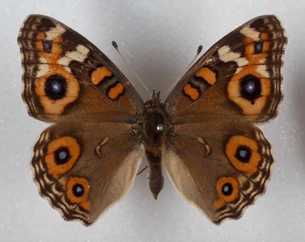 <em>Junonia villida</em>, Meadow Argus. [LEP 41999]