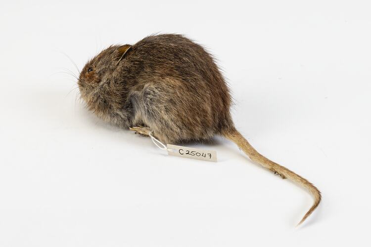 <em>Pseudomys shortridgei</em>, Australian Heath Mouse. [C 25047]