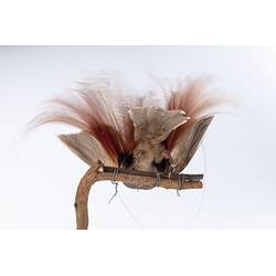 <em>Paradisaea decora</em>, Goldie's Bird-of-Paradise. [45558]
