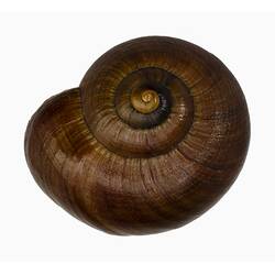 <em>Powelliphanta lignaria</em>, amber snail. [F 183743.1]