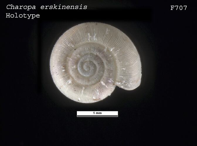 <em>Charopa erskinensis</em>, marine snail.  Holotype.  Registration no. F 707.