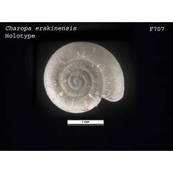<em>Charopa erskinensis</em>, marine snail.  Holotype.  Registration no. F 707.