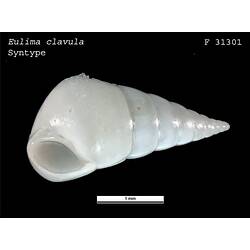 Ventral view of shiny white snail shell.