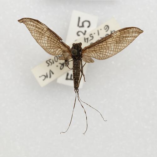 Family Leptophlebiidae, mayfly. [EPH 325]