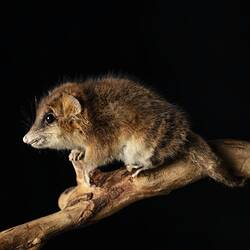 <em>Dromiciops gliroides</em>, Monito Del Monte. [C 42188]