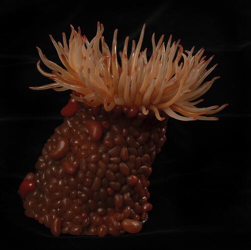 <em>Phlyctenactis tuberculosa</em>, Swimming Anemone, model. [F 313921]