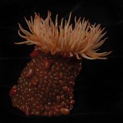 Our Wondrous Planet, Our Wild Family: Model - Swimming Anemone, <em>Phlyctenactis tuberculosa</em> (Quoy & Gaimard, 1833)
