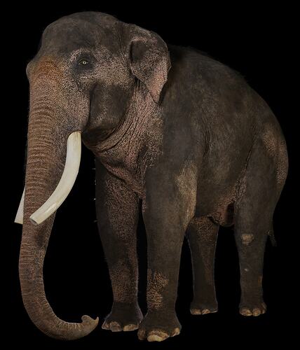 Elephant taxidermy specimen.