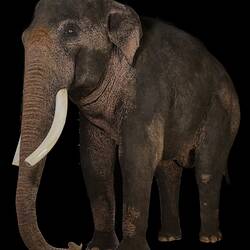 Our Wondrous Planet, Rainforest: Taxidermy Mount - Bong Su, Asian Elephant, <em>Elephas maximus</em>