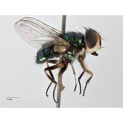 Lateral view of pinned blowlfy specimen.