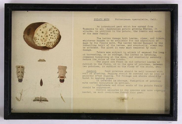 Botanical Specimen Display - Potato Moth