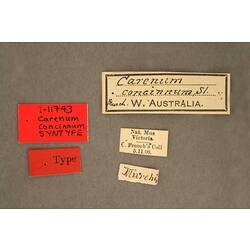 Entomology type specimen labels.