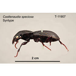 Beetle specimen, lateral view.