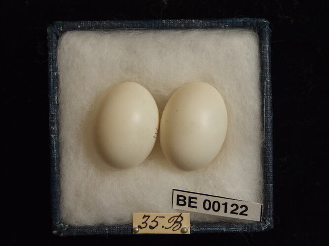 Two bird eggs with specimen labels in box.