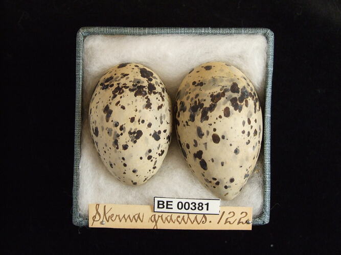 Two bird eggs with specimen labels in box.