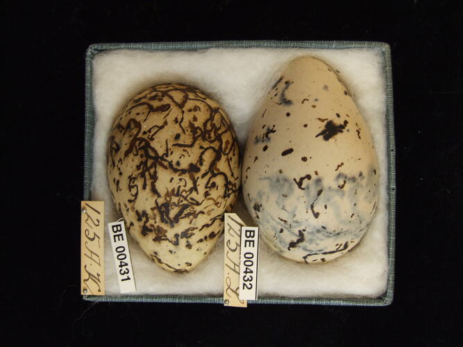 Two bird eggs with specimen labels in box.