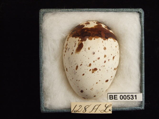 Bird egg with specimen labels in box.