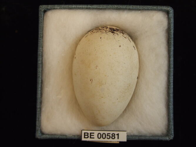 Bird egg with specimen labels in box.