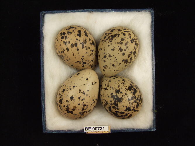 Four bird eggs with specimen labels in box.