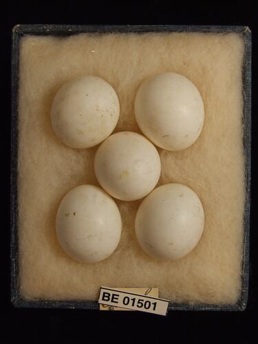 Five bird eggs with specimen labels in box.