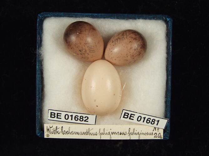 Three bird eggs with specimen labels in box.