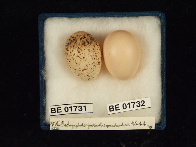 Two bird eggs with specimen labels in box.
