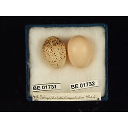 <em>Pachycephala pectoralis pectoralis</em>