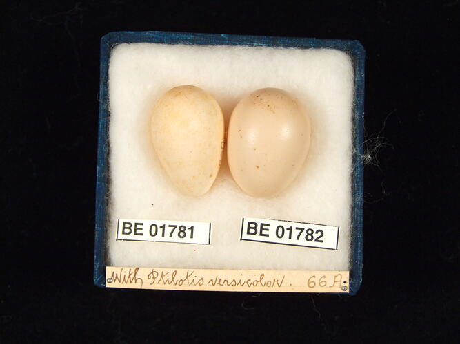 Two bird eggs with specimen labels in box.