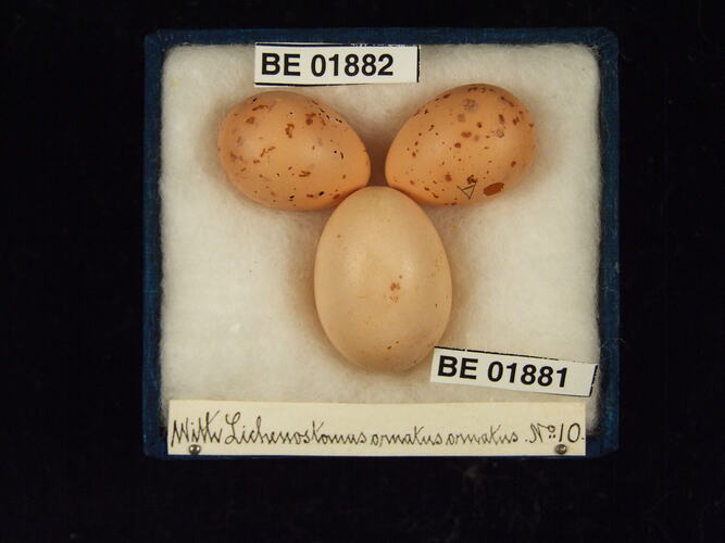 Three bird eggs with specimen labels in box.