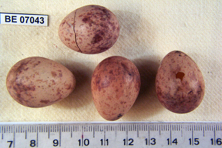 Four bird eggs and specimen label beside ruler.