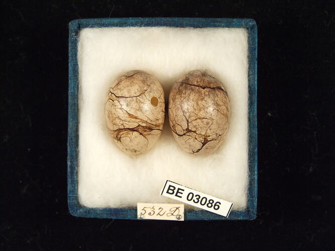 Two bird eggs in box with labels.