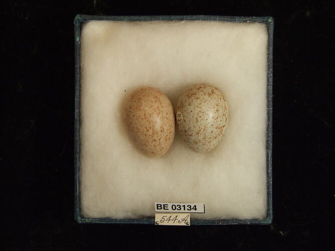 Two bird eggs in box with labels.