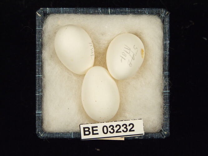 Three bird eggs in box with labels.