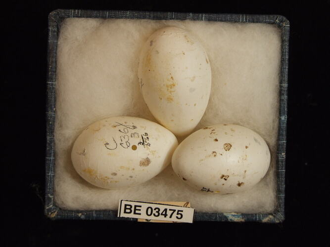Three bird eggs in box with specimen labels.