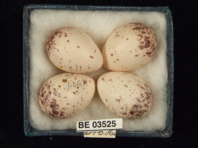 Four bird eggs in box with specimen labels.