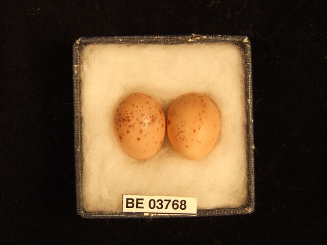 Two bird eggs in box with specimen labels.